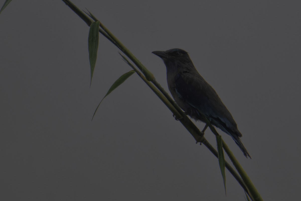 Сиворакша індокитайська - ML644460384