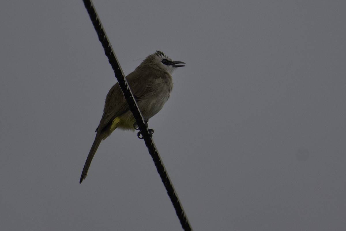 Yellow-vented Bulbul - ML644460394