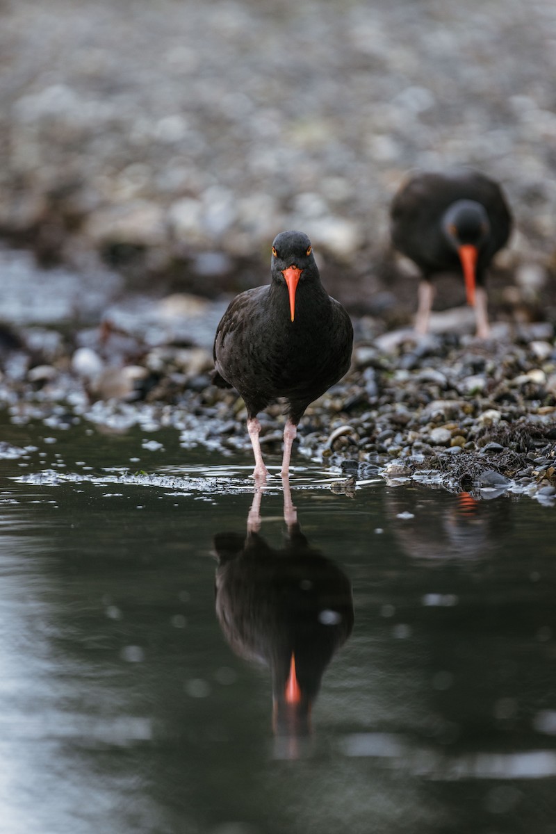 Ostrero Negro Norteamericano - ML644460414