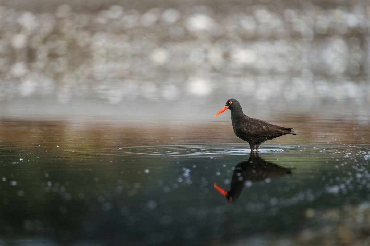 Ostrero Negro Norteamericano - ML644460415