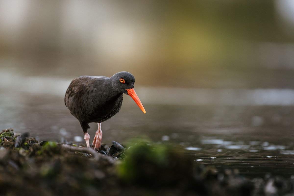 Ostrero Negro Norteamericano - ML644460416