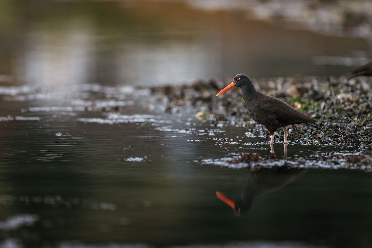 Ostrero Negro Norteamericano - ML644460417