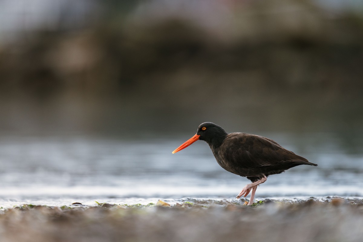 Ostrero Negro Norteamericano - ML644460418