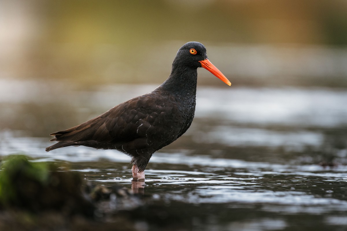 Ostrero Negro Norteamericano - ML644460419