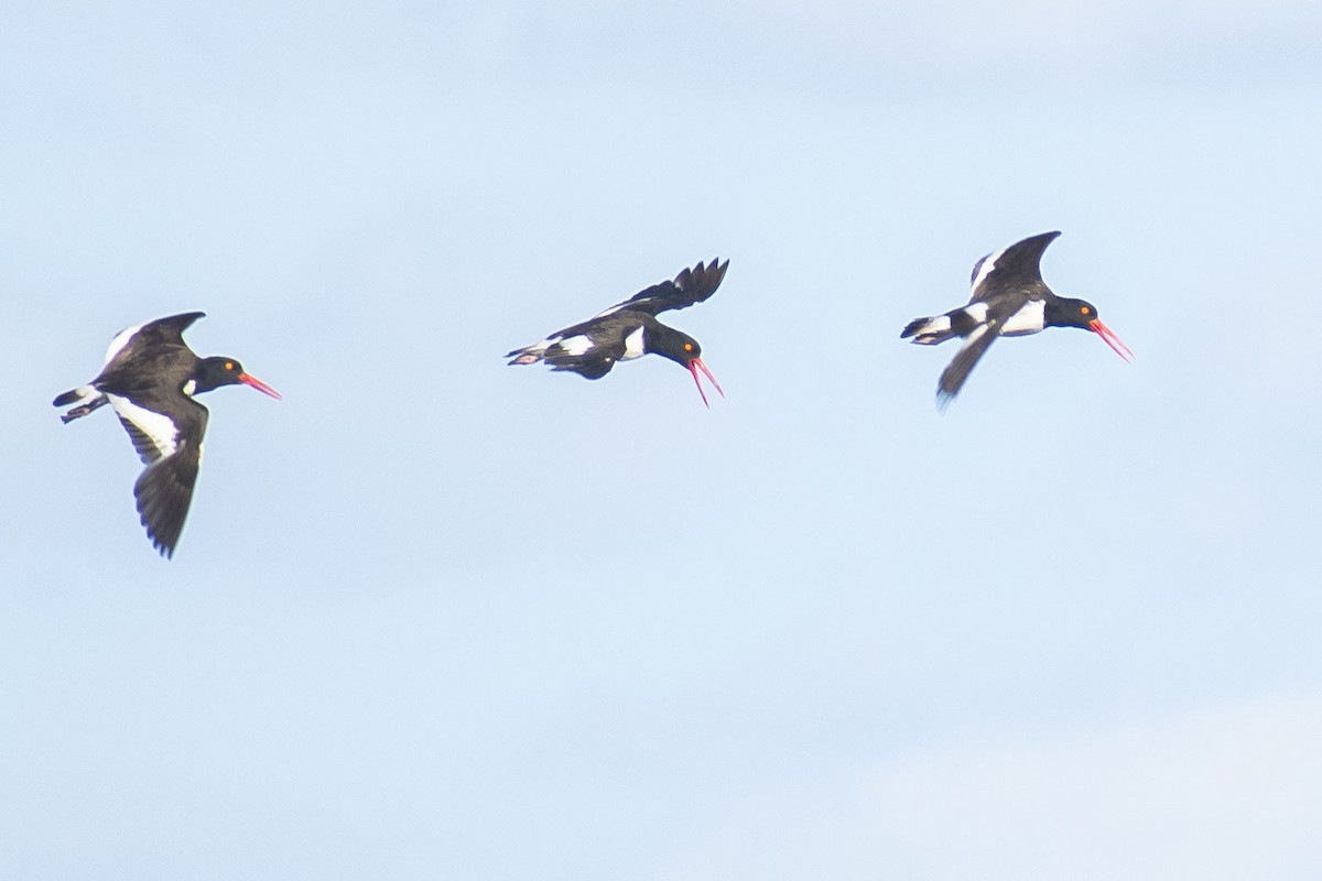 Ostrero Pío Americano - ML644460428