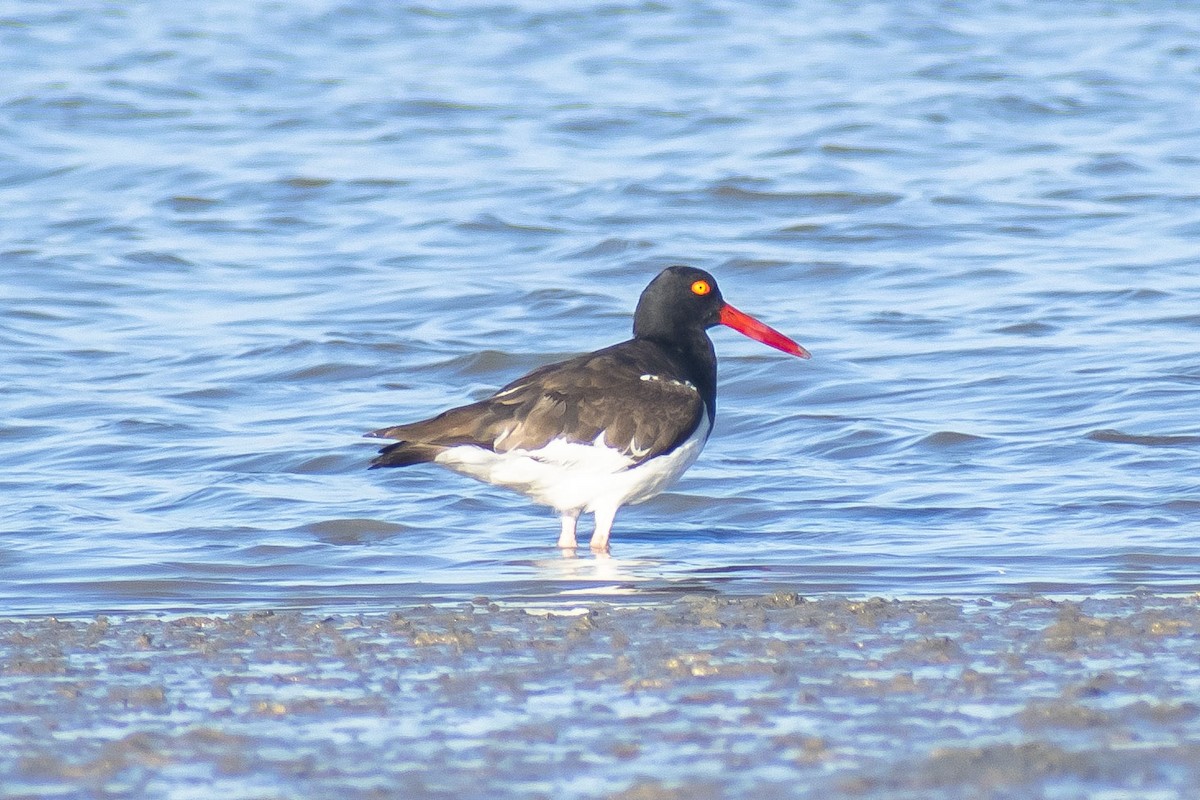 Ostrero Pío Americano - ML644460429