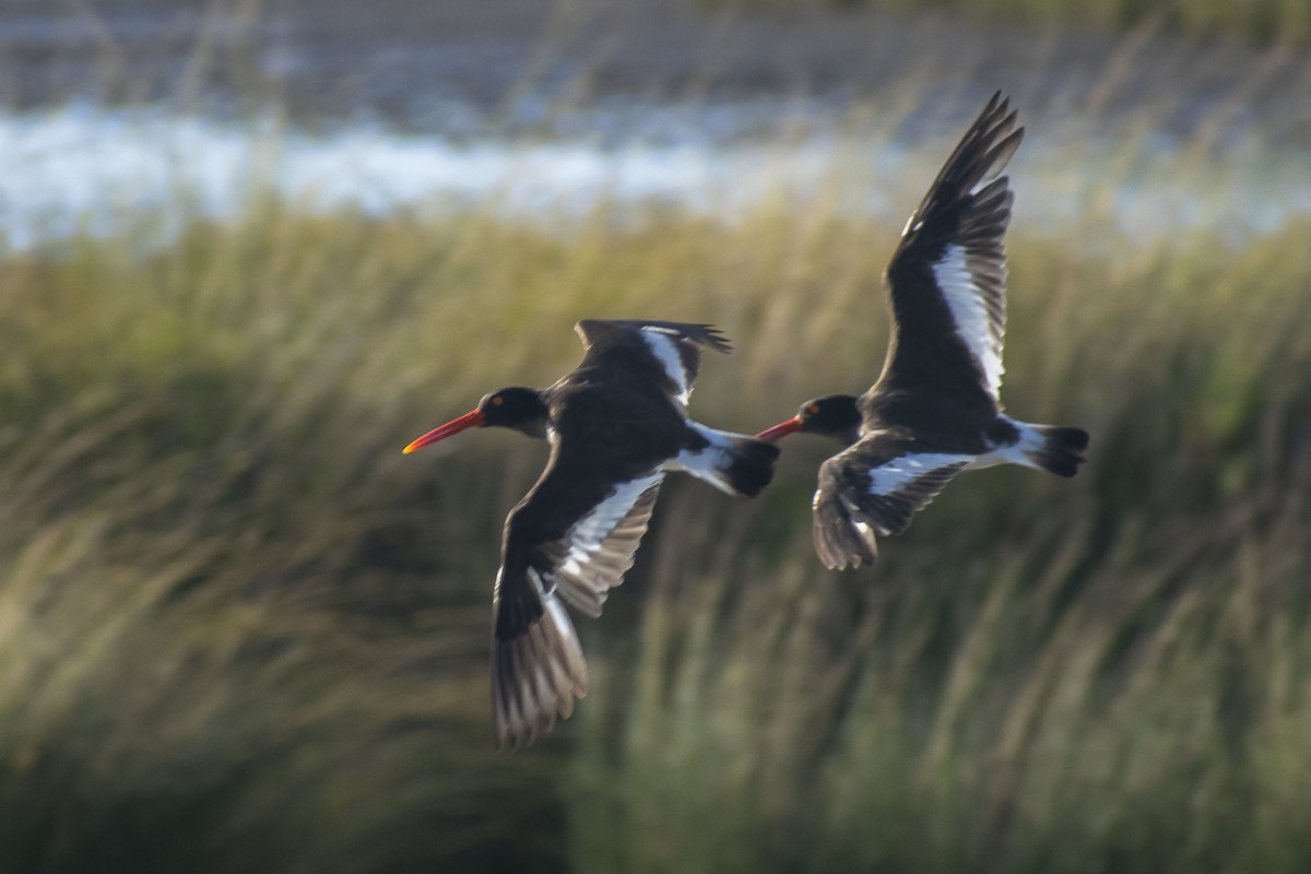 Ostrero Pío Americano - ML644460430