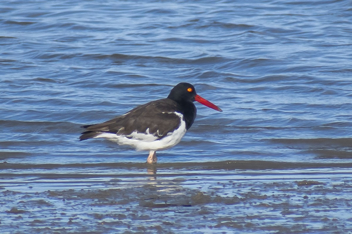 Ostrero Pío Americano - ML644460431