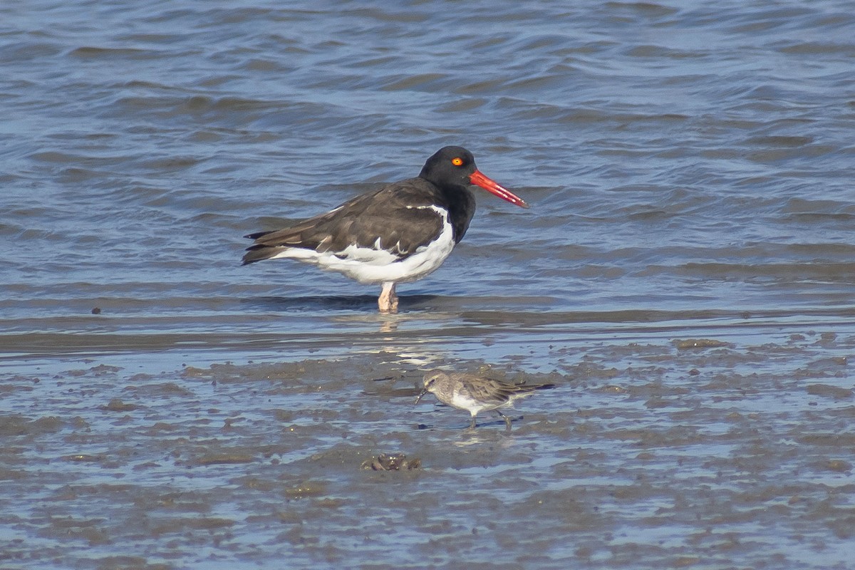 Ostrero Pío Americano - ML644460432