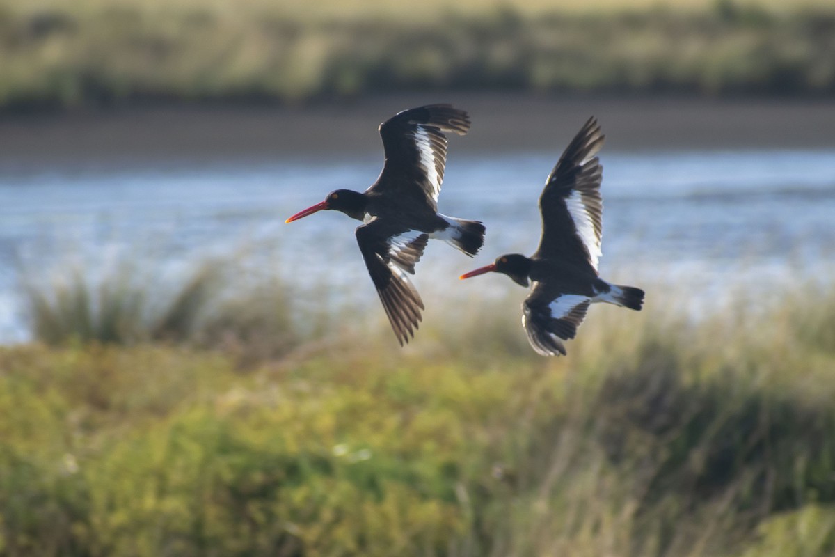 Ostrero Pío Americano - ML644460433