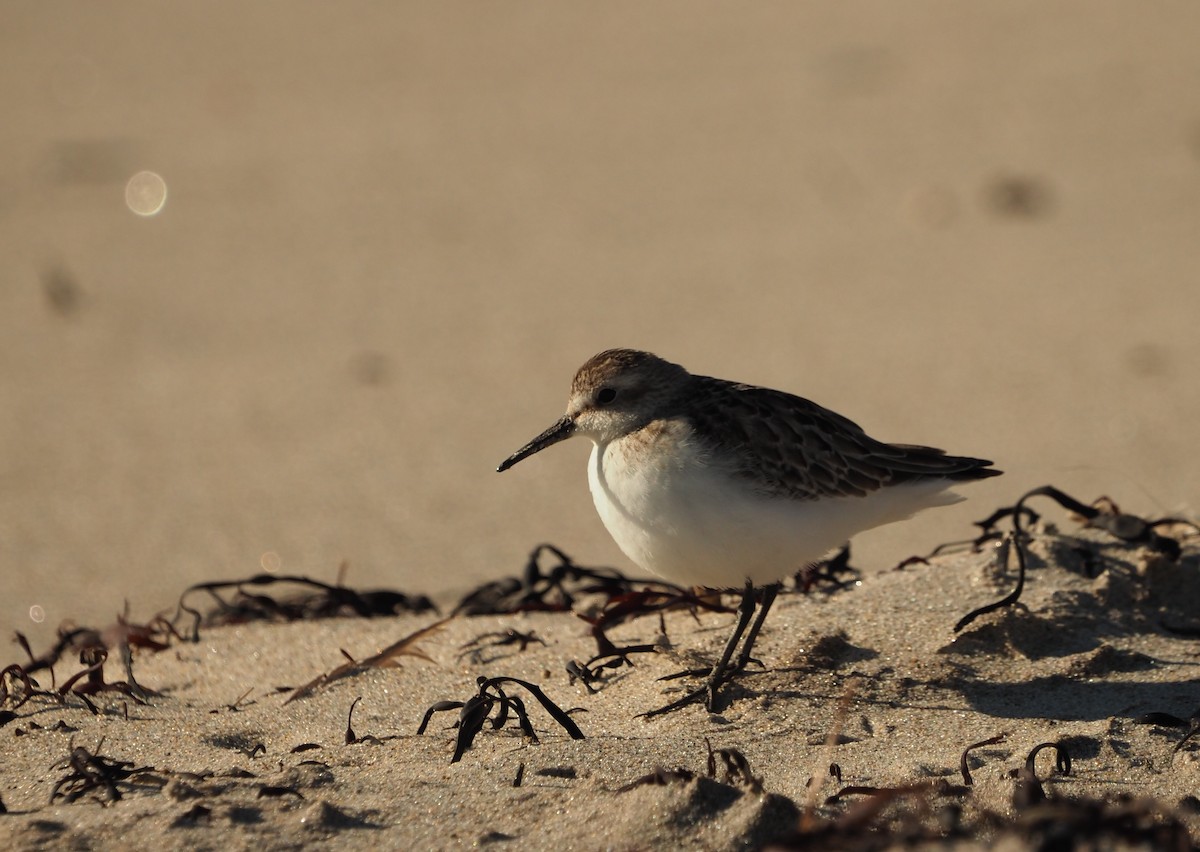 Semipalmated Sandpiper - ML644460437