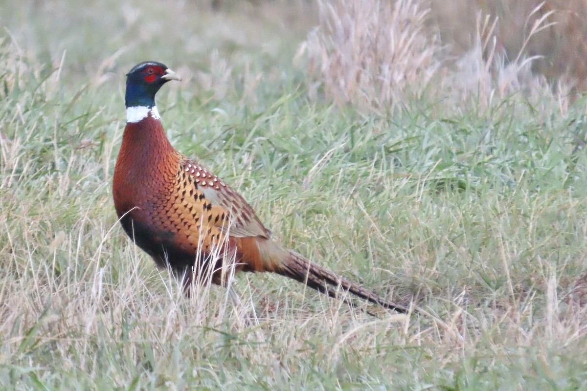 Ring-necked Pheasant - ML644460438