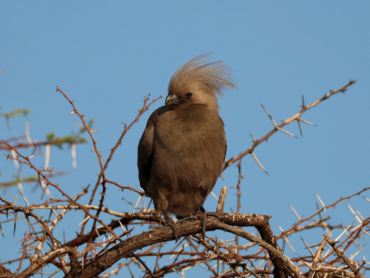 Gray Go-away-bird - ML644460440