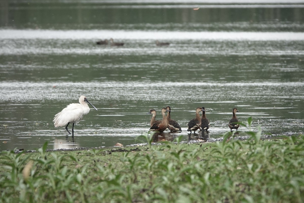 Dendrocygne à lunules - ML644460444