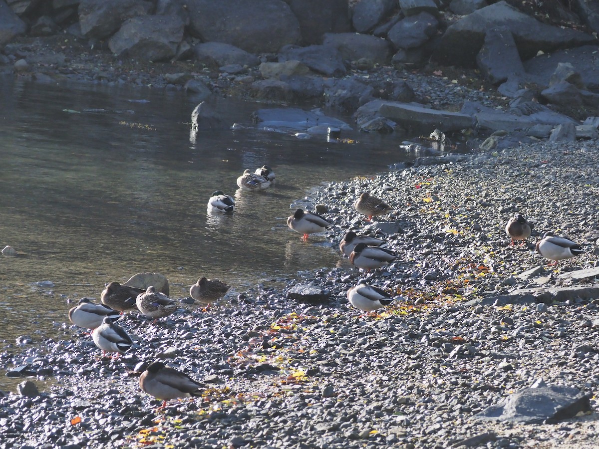 Ánade Azulón - ML644460450