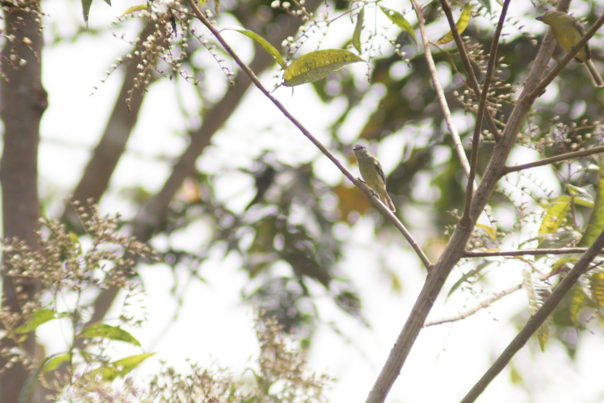 Yellow-crowned Tyrannulet - ML644460455