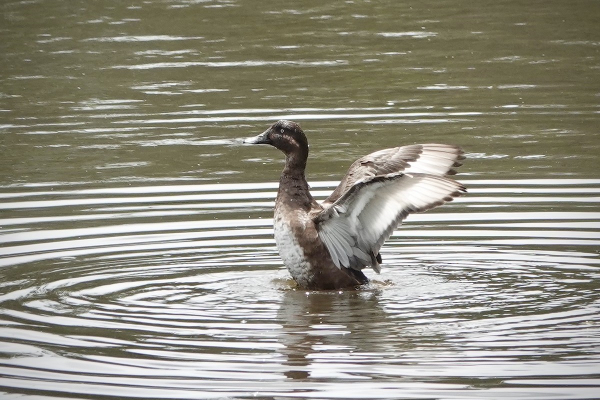 Hardhead - ML644460456