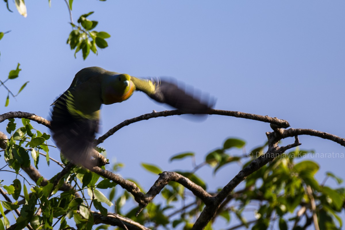 Turuncu Göğüslü Yeşil Güvercin - ML644460462