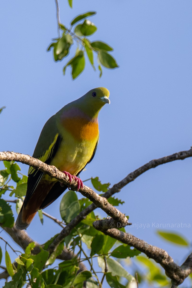 Turuncu Göğüslü Yeşil Güvercin - ML644460463