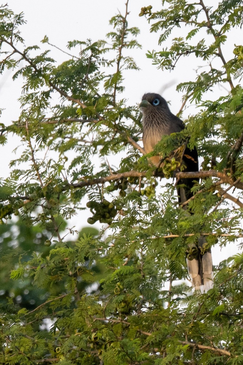 Blue-faced Malkoha - ML644460469