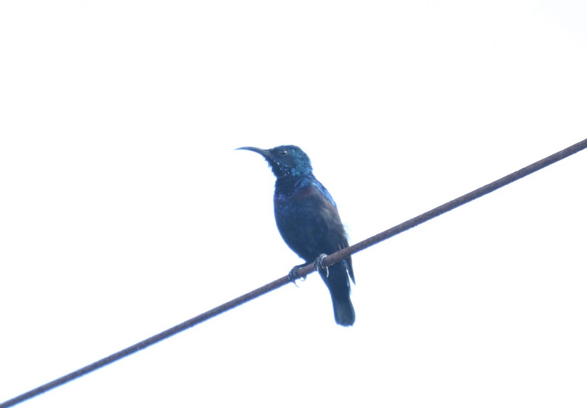 Purple Sunbird - ML644460473