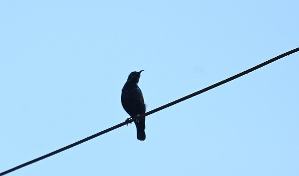 Purple Sunbird - ML644460474