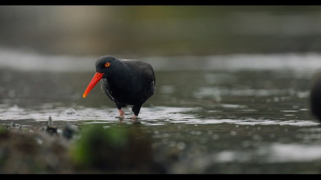 Ostrero Negro Norteamericano - ML644460478