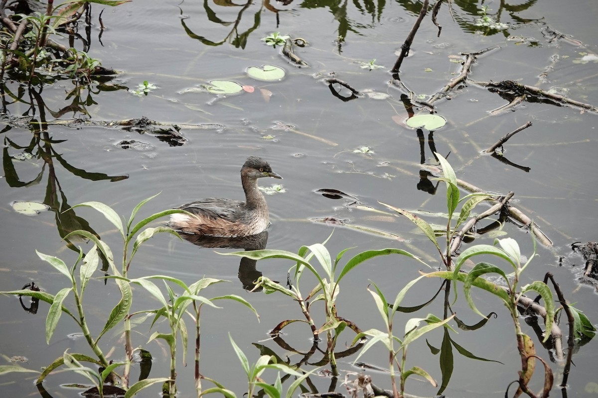 Australasian Grebe - ML644460484