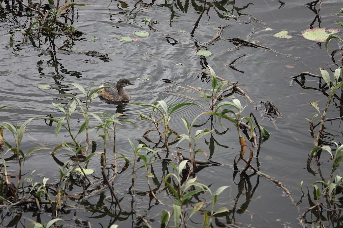 Australasian Grebe - ML644460485