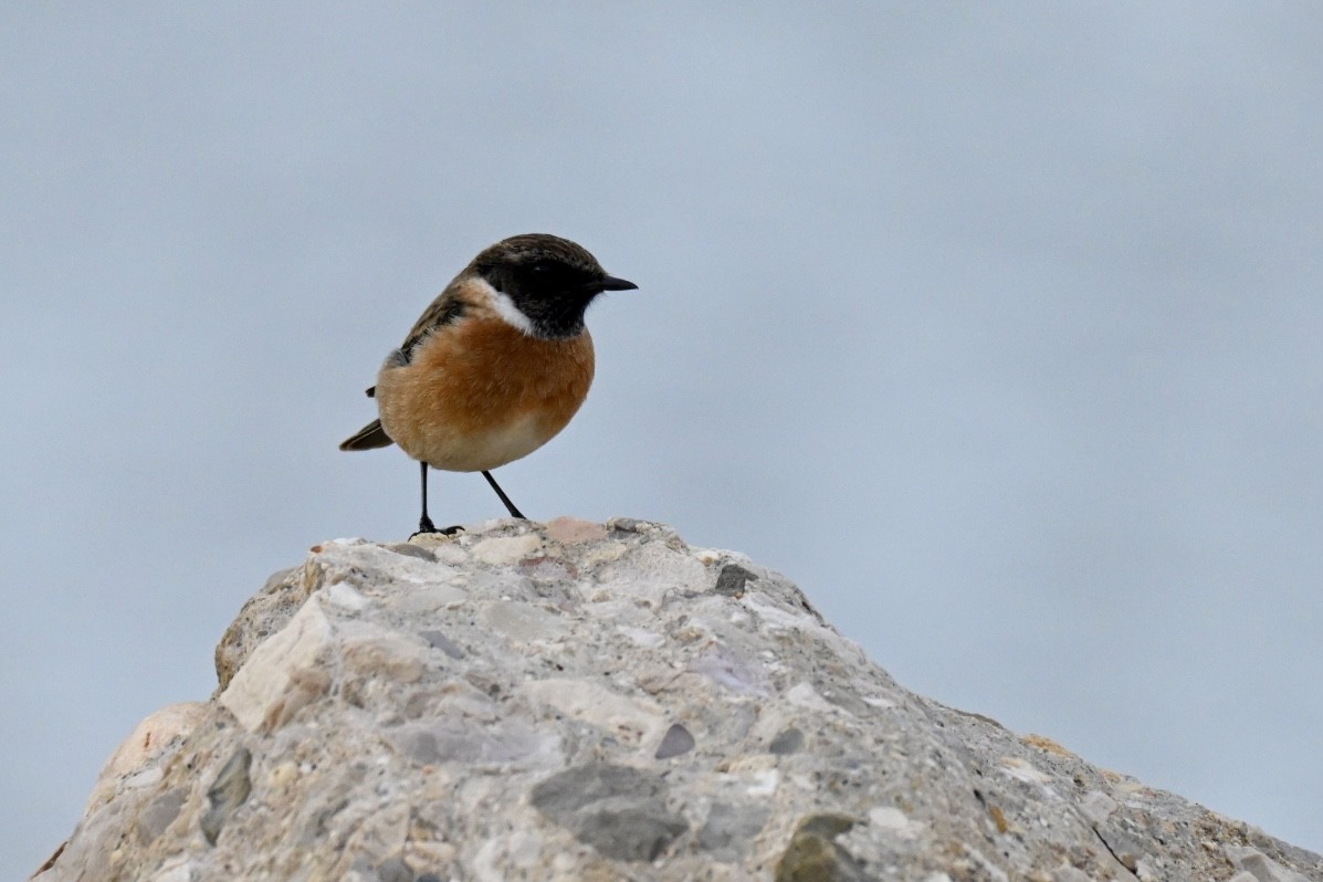 European Stonechat - ML644460486