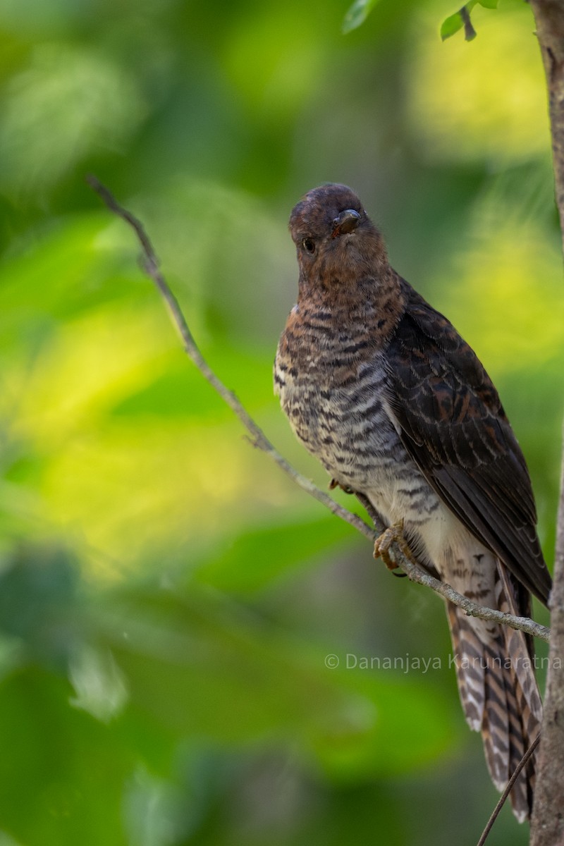 Кукавка мала - ML644460487