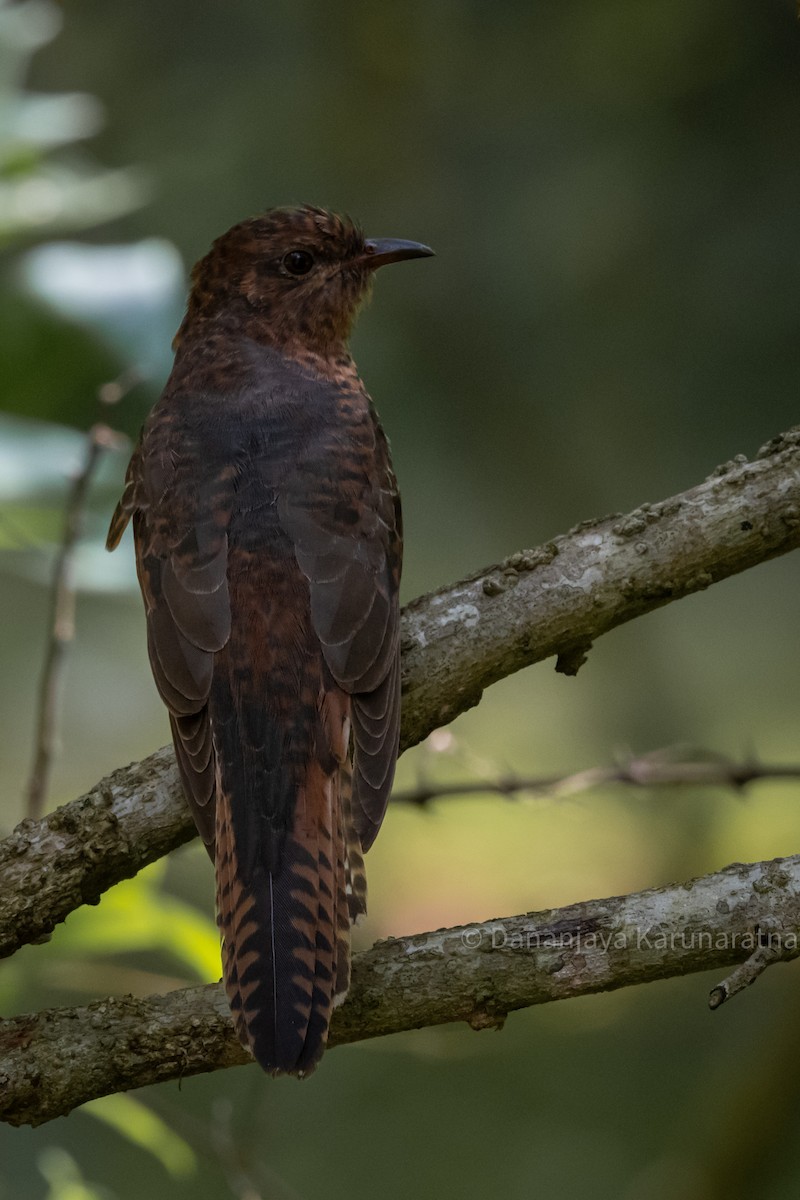 Кукавка мала - ML644460488