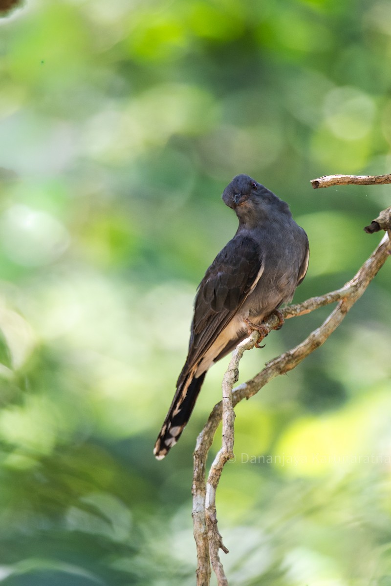 Кукавка мала - ML644460489