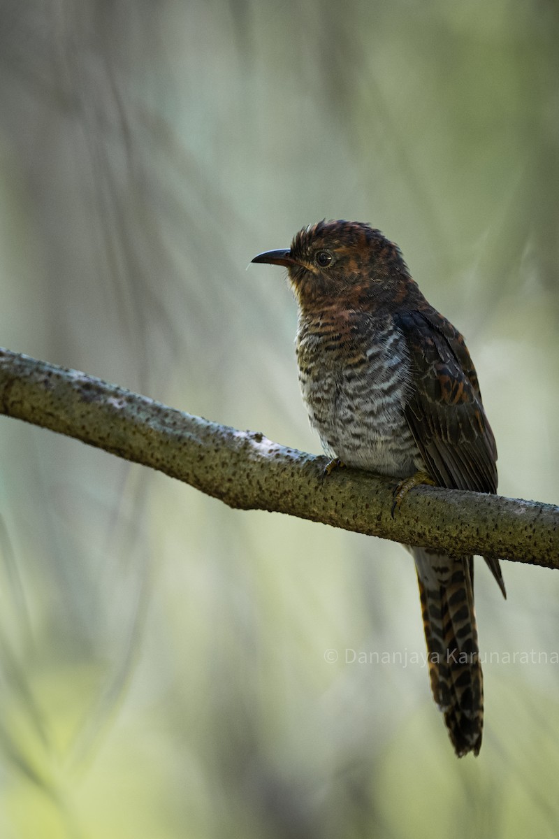 Кукавка мала - ML644460490