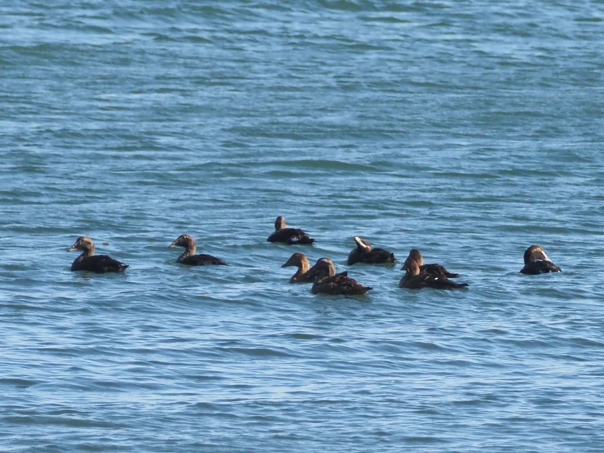 Éider Común - ML644460492