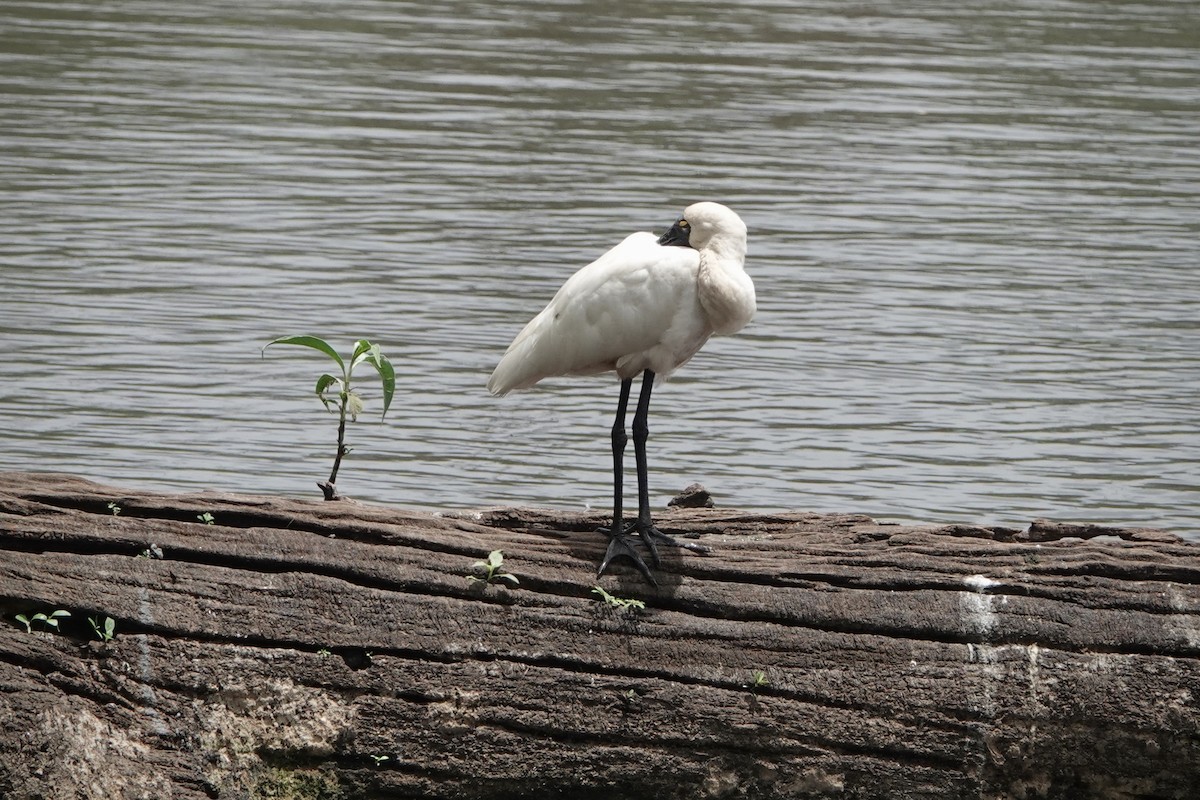 Royal Spoonbill - ML644460503