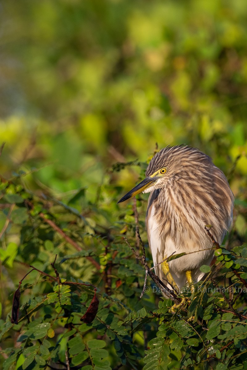 אנפית סוף הודית - ML644460504