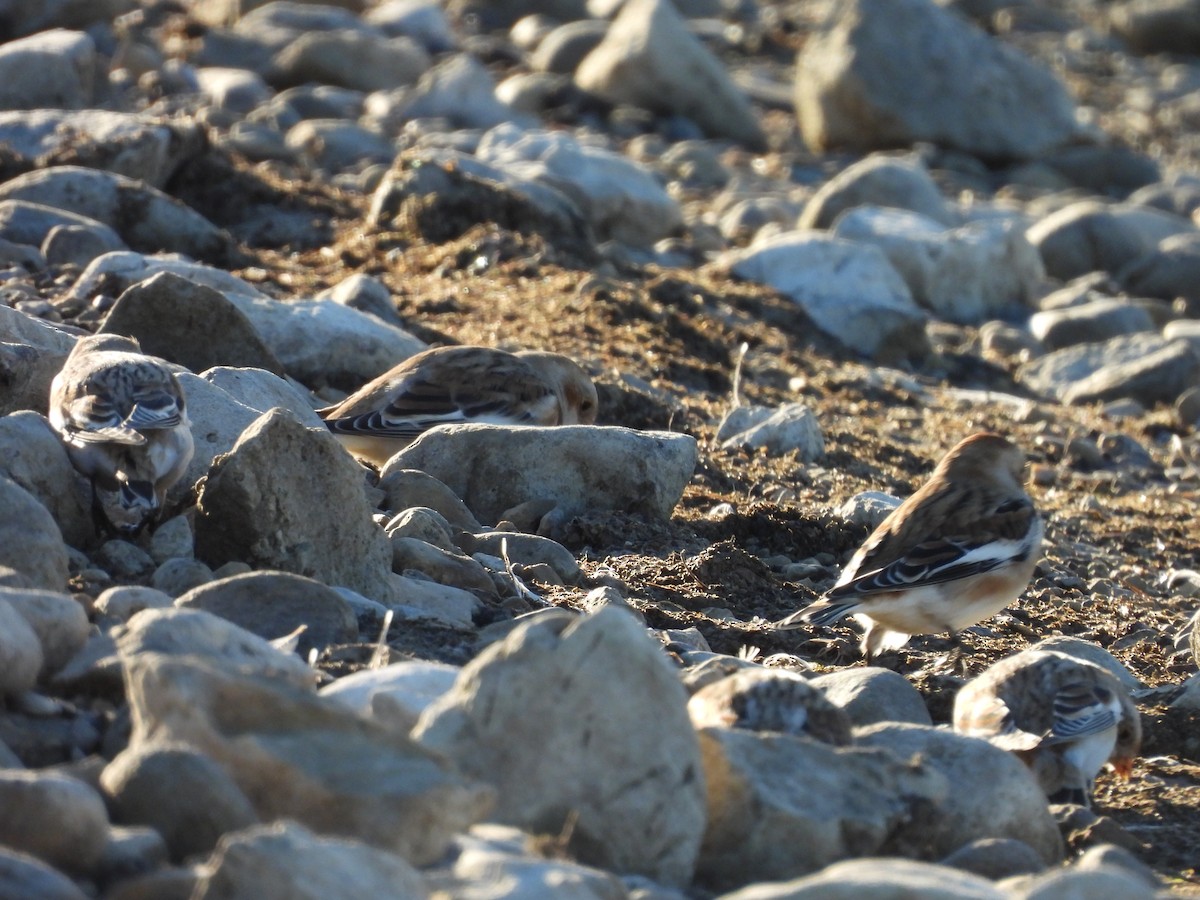 sněhule severní - ML644460505