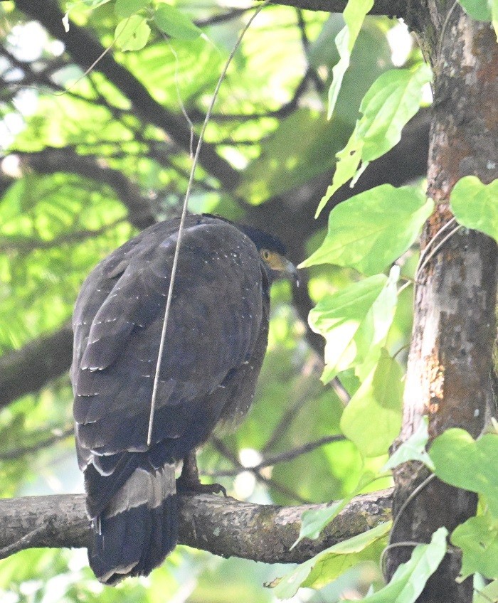 Crested Serpent-Eagle - ML644460507