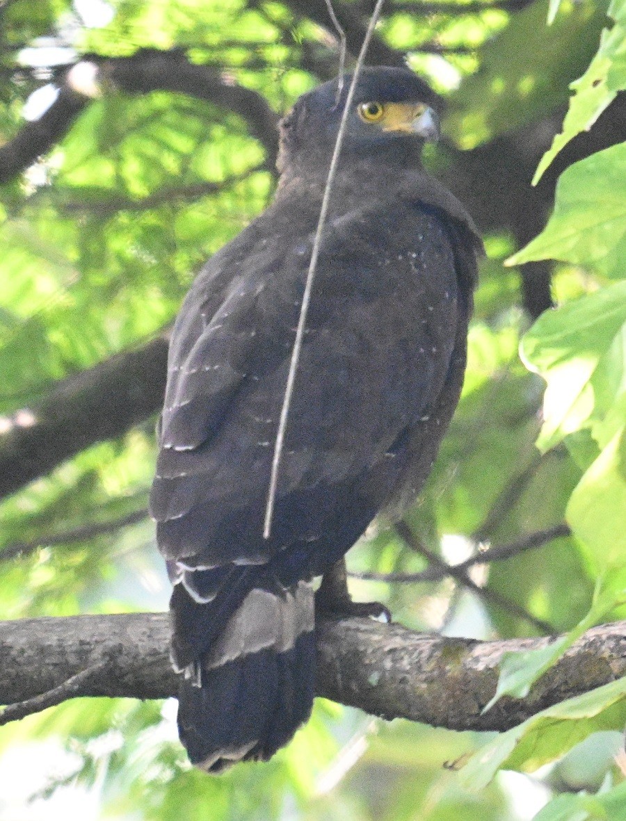 Crested Serpent-Eagle - ML644460508