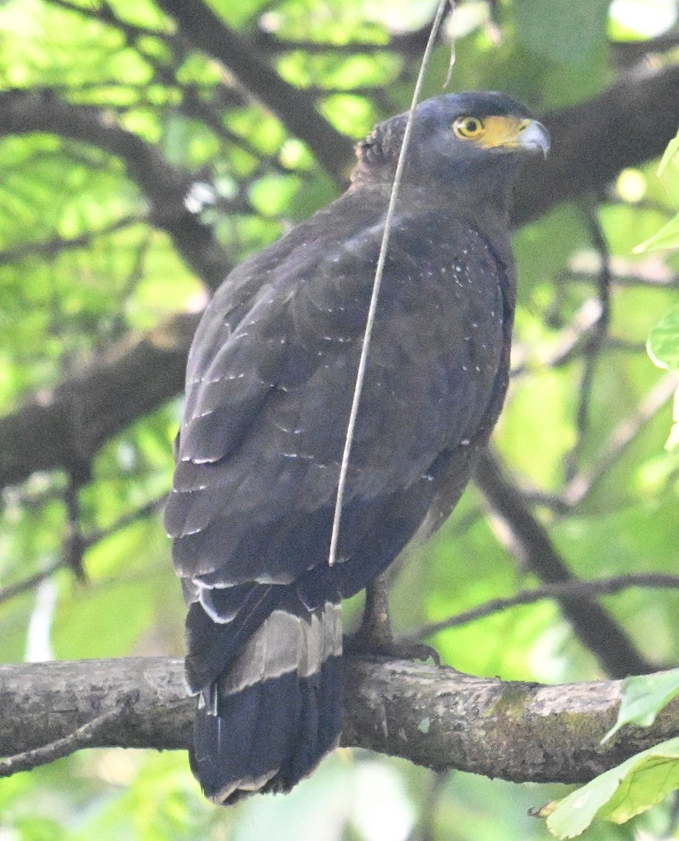 Crested Serpent-Eagle - ML644460509