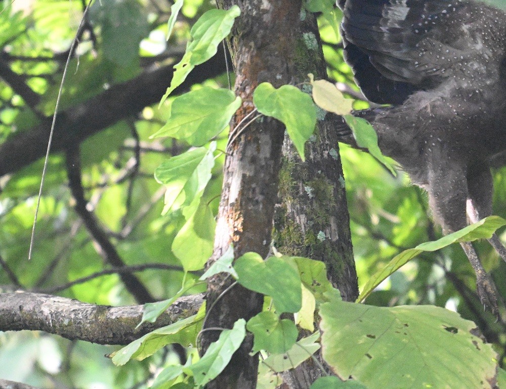 Crested Serpent-Eagle - ML644460510