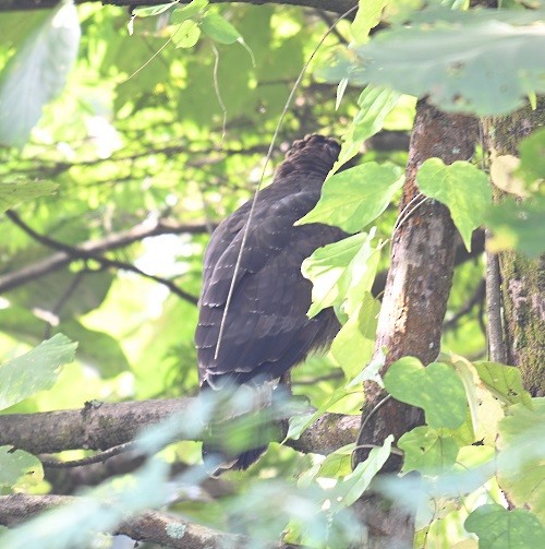 Crested Serpent-Eagle - ML644460511