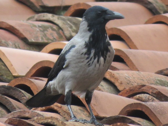 Саарал хэрээ - ML644460519