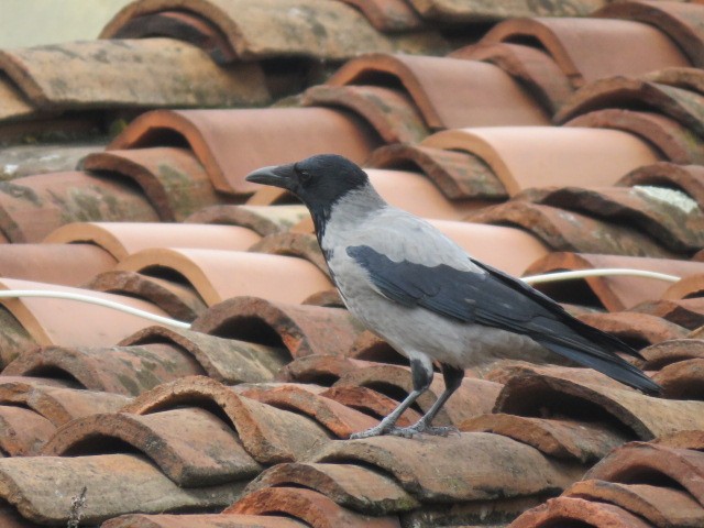 Саарал хэрээ - ML644460520