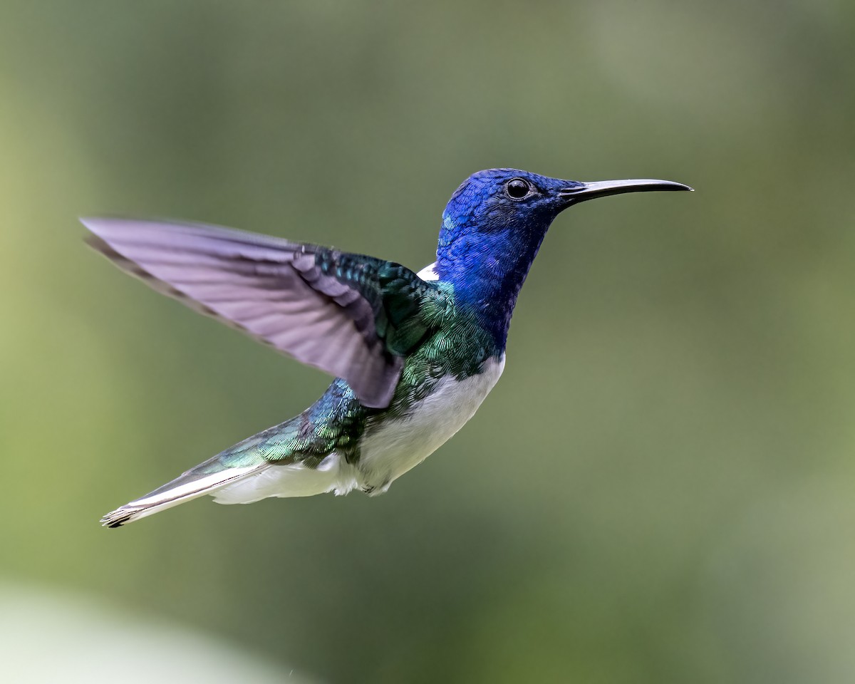 kolibřík bělokrký - ML644460521