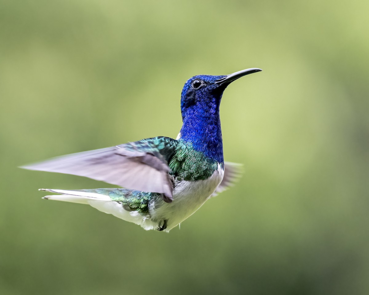 kolibřík bělokrký - ML644460522