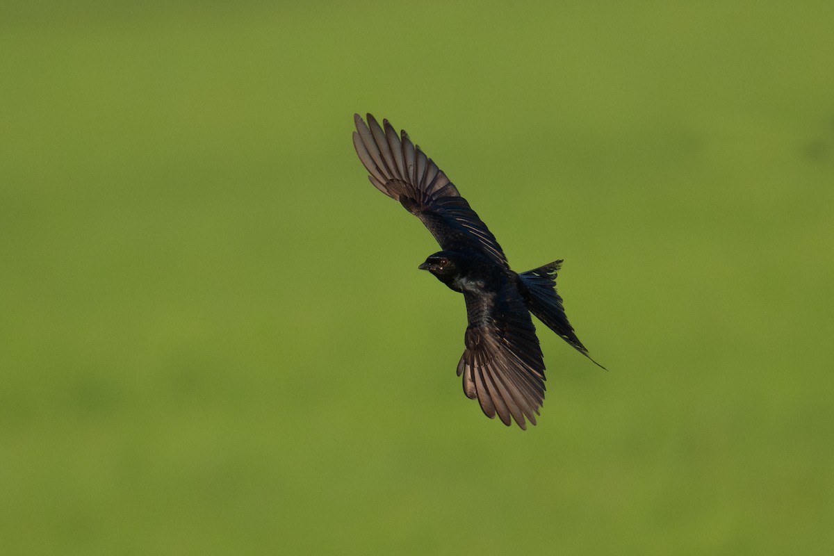 Black Drongo - ML644460524