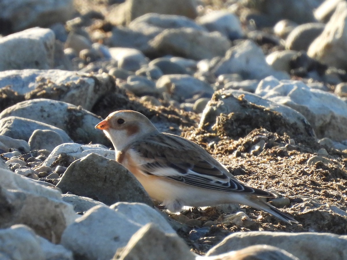 sněhule severní - ML644460531