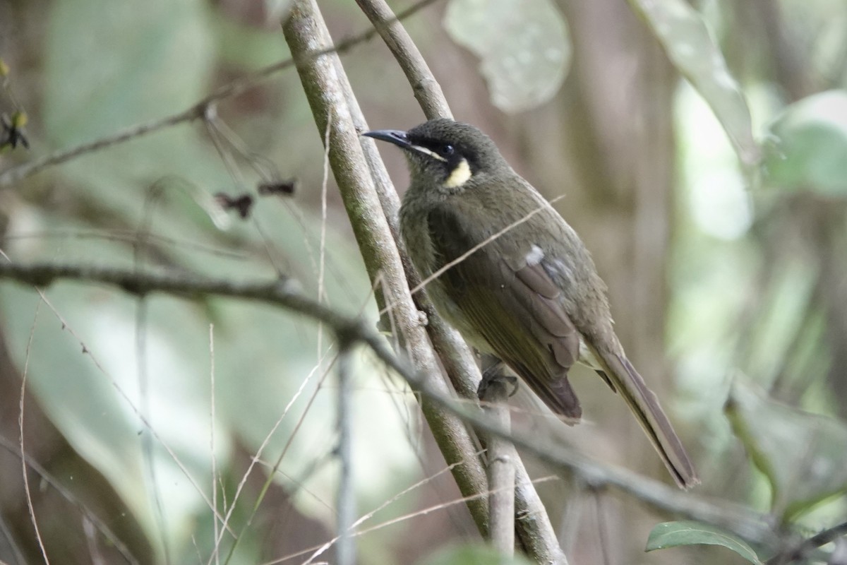 Lewin's Honeyeater - ML644460533